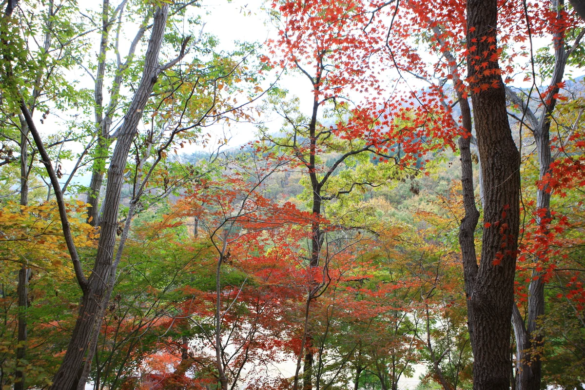 제암산 자연휴양림