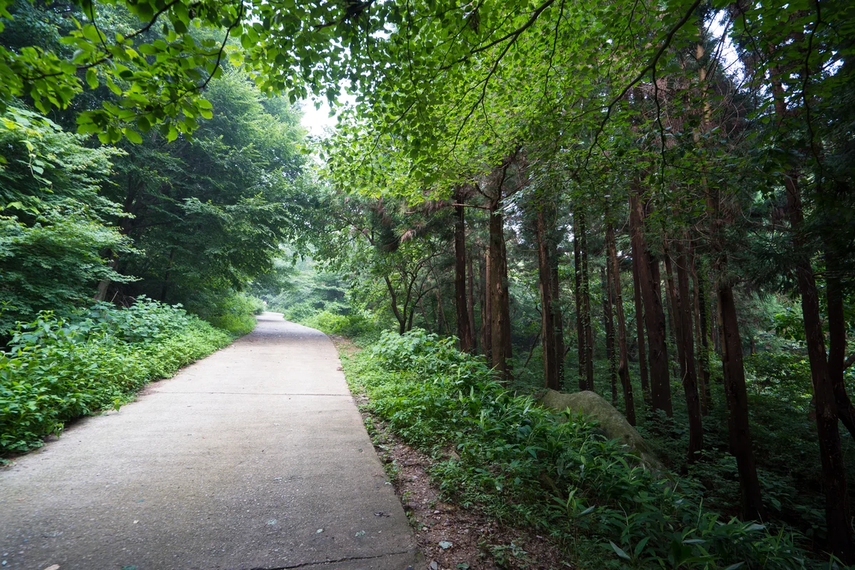 치유의 숲길