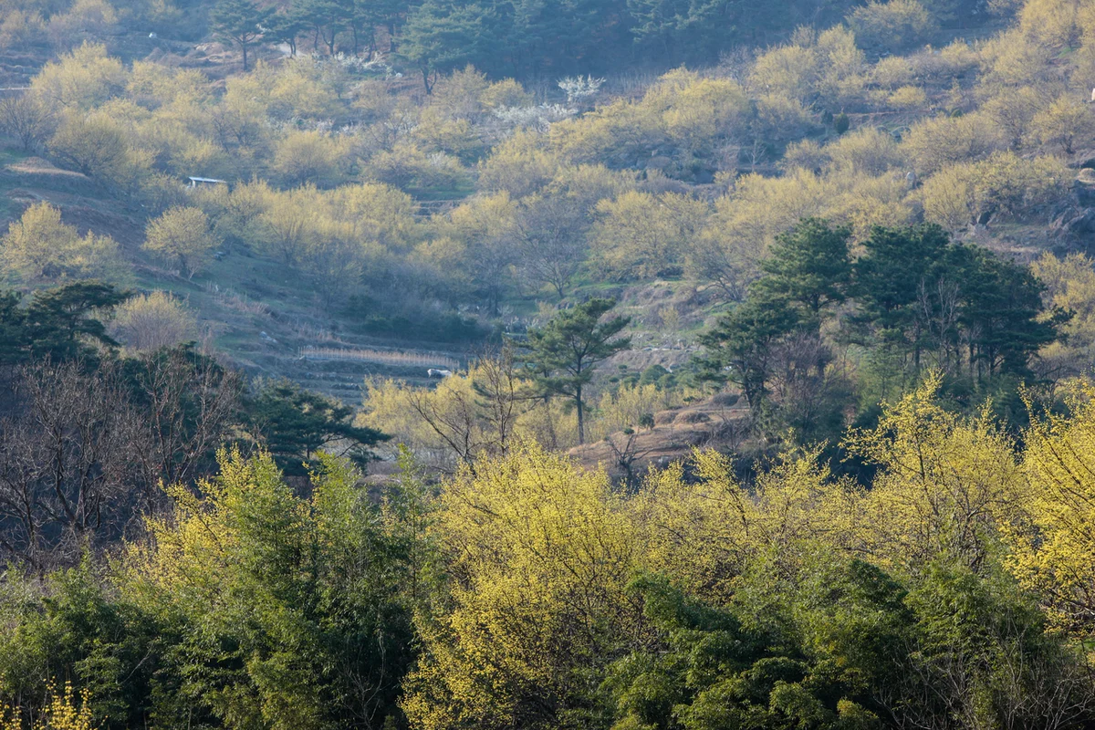 산수유마을