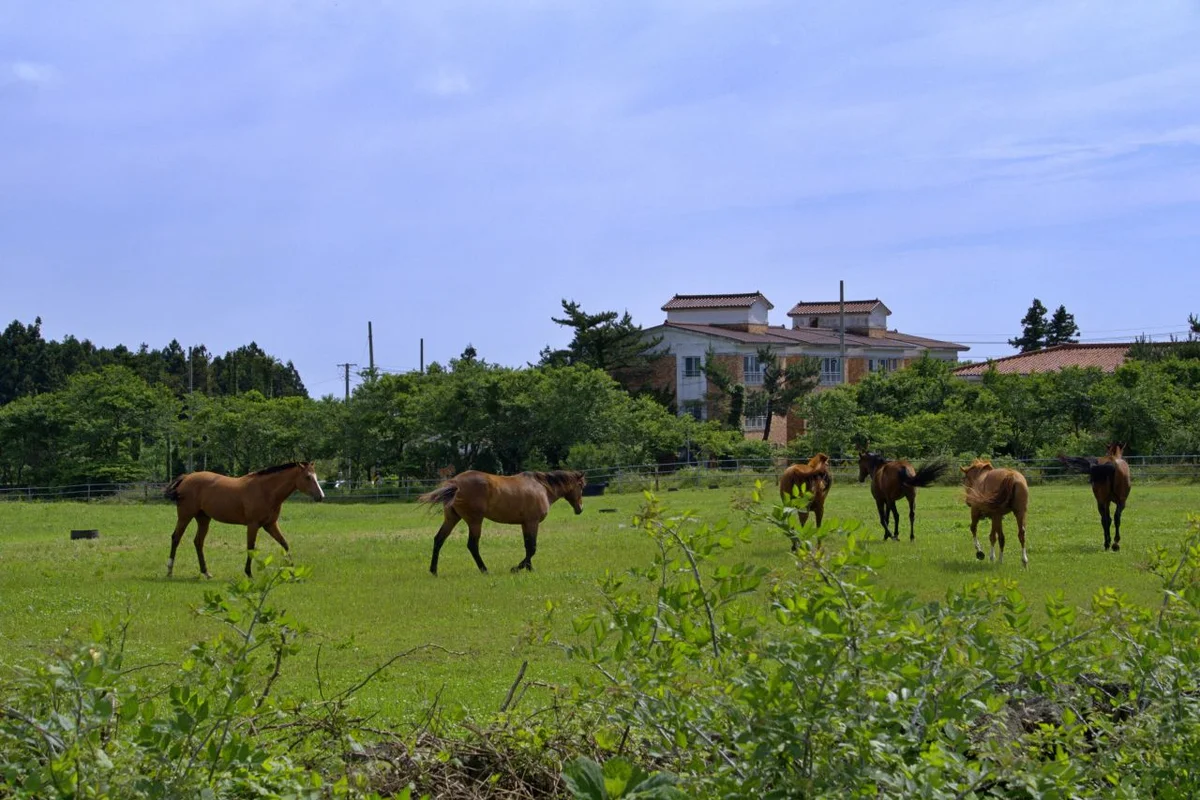 제주 시립미술관