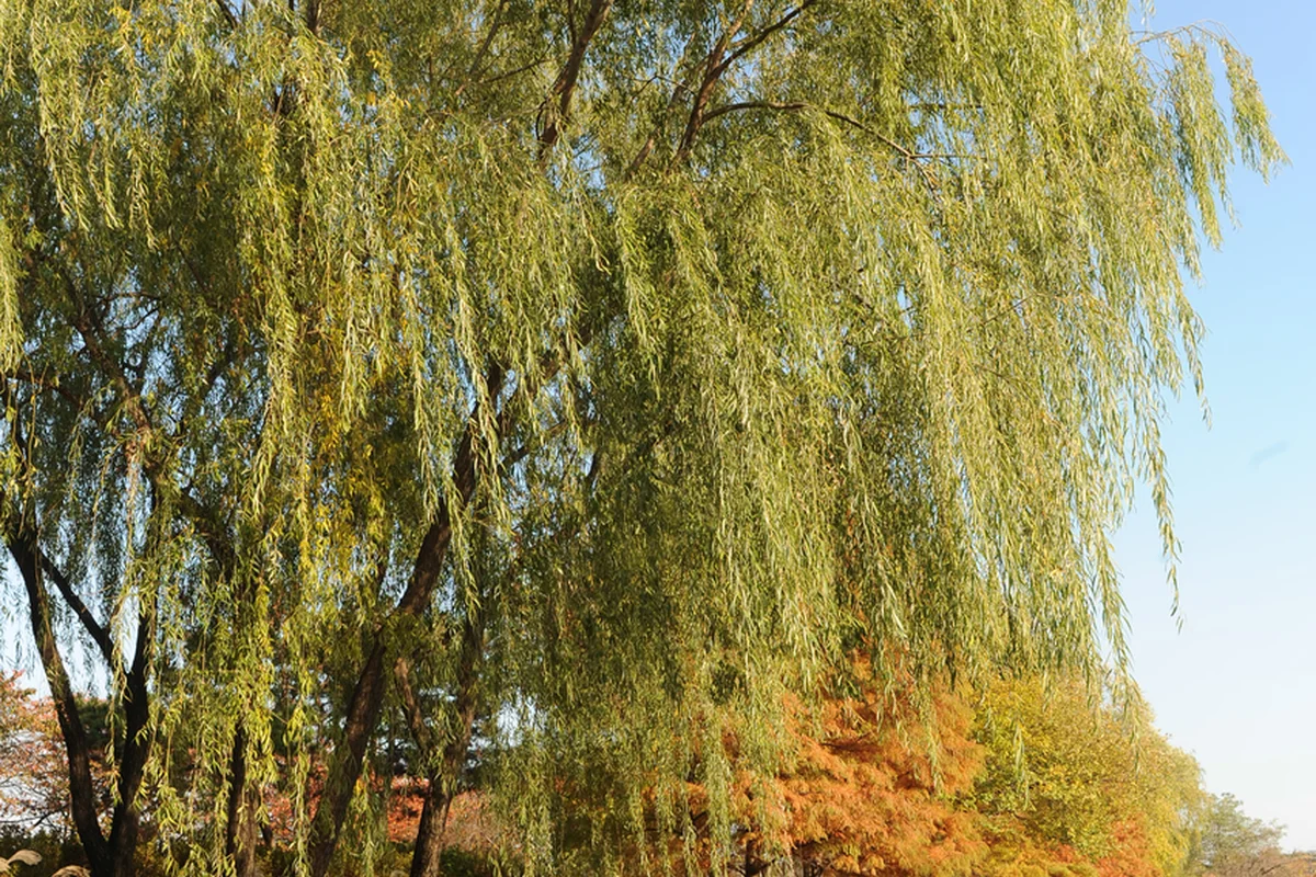 선유도공원