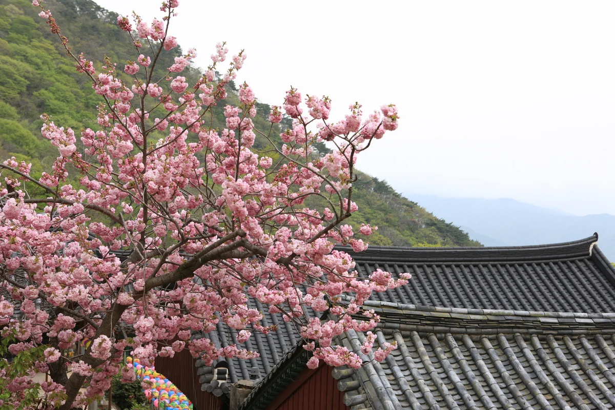 용문사