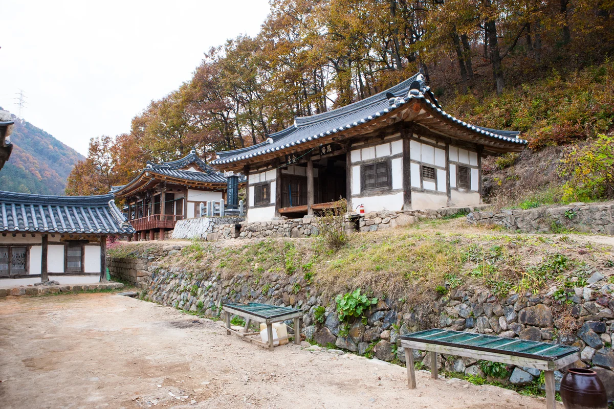 황금대추농장 - 대정 나들이 여행