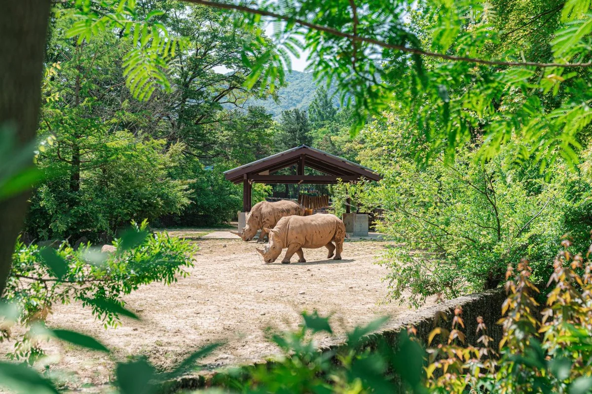 서울대공원 동물원 - 과천여행 여행