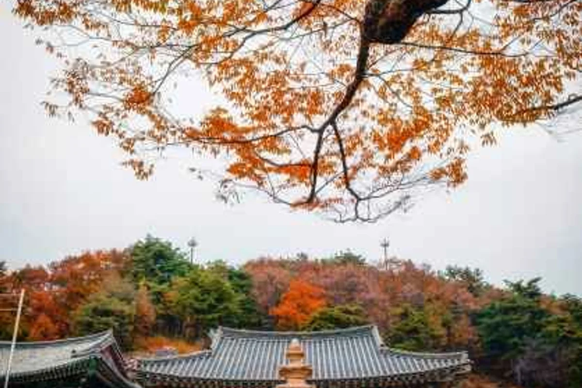 행복한농장 딸기체험 - 세종여행 여행